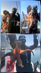 통영] 문어 사량도 굴어장 조황 30일(수) 통영 메티스호