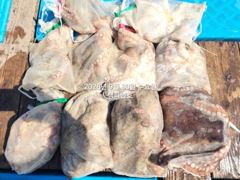30일, 군산문어~ 2,1kg 끝내줍니다~싸이즈 좋은 덩치급 문어가 낚이네요~6분조황~군산낚시프라자 챔피언호