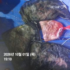 포항 종방) 제2대일호 10월 1일 문어조황