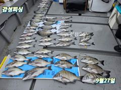 2일(금)마릿수감성돔흘림낚시출조합니다