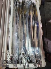 [[제주 뉴그린호(2호) 10월 1일 야간갈치 조황]]