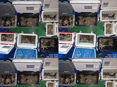 1일 7분이 퍼담듯 올라와 대~박치고 잡고온 야간~돌문어 잡으러 출조 갑니다 @ 오늘,토,일요일~몇 자리 예약가능