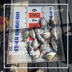 [통영] 해양레저 흘림 감성돔 마리수 조황