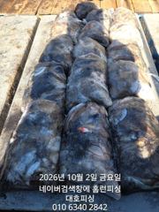 군산 대호피싱 10월2일 17분 쭈꾸미 마무리 소식 전합니다
