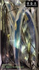 [여수 젠틀호] #내만갈치 10.1 조황입니다.