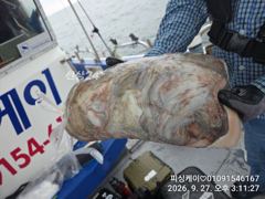 쭈구미 실시간! 토요일 야간 문어 출항합니다~~