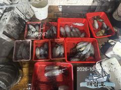 10월2일 무늬오징어 팁런조과입니다.