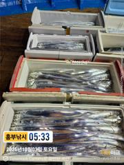10월3일 입항조황 씨알마릿수 좋아집니다 오늘자리여유