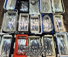 [진해] 3일,내만갈치,커진 씨알에,엄청나게 나옵니다,매일출항(월,화,수…