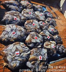 ♡어비스호~ 1일 갑오징어 대~~박 조황♡