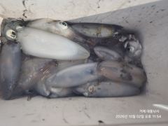 [거제] (팁런)인생 첫 무늬 초보팀 대성공~고수의 품격~대동낚시(오늘 … 사진