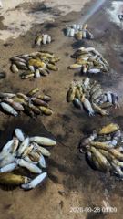 내만무늬 무시,무시,무시~!! 250수 오바~!!! 역대급 조황~!! 오늘예약가능