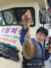3일, 군산 갑오징어 확실한 조황~굿굿조황~군산낚시프라자 창성호