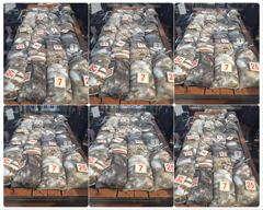 <발키리호> 쭈+갑 오후 마무리 조황(3일)-즐낚하고 입항했습니다