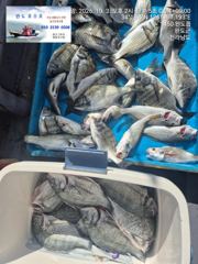감생이 사진