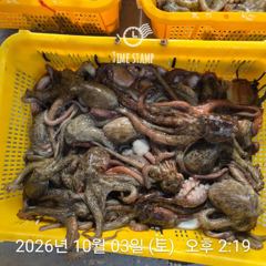 [사천] 유신호 포인트 문어 씨알