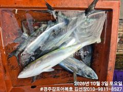 중삼치낚시 하고있습니다.