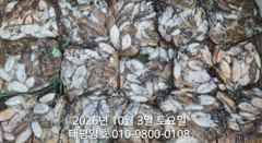 ★★ 10/3 {군산 대일피싱} 태평양호 갑오징어 조황입니다
