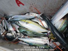 3일 토욜, 대삼치 캐스팅 전체 평가!
