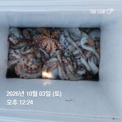 [남해] 1.8k, 0.9k 다수! 하동 가을 문어 오픈되었습니다! 선수…