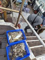 10월3일갑쭈낚시