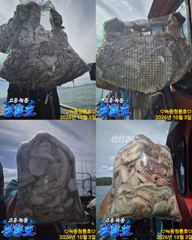 <고흥녹동>청룡호 3일 돌문어 대박조황 소식!! 사진