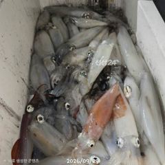 급) 5일 월요일 텐빈.한치 출조~서둘러요.예약가능합니다