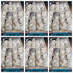 ★★ 10 / 3 [군산 대일피싱] 뉴 블루스타호 쭈꾸미 조황입니다. ~! 다음주까지 마감입니다. 12일부터 예약가능합니다.