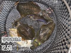 똥바람통,무늬들,(오늘,좋은날씨,원도권,출항확정,자리널널)