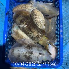 [ 무늬 팁런 ] 강한 샛바람에 추봉, 비진도 조황