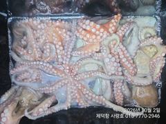[진해] "돌문어" 1100g1000g외KKKK들 엄청나고 개인15수14…