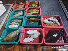 4일 무늬오징어 조황입니다