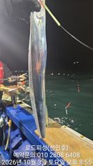 (로드피싱)문어 미쳤어요!오버만13수 이상,마릿수 폭탄조황!