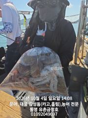 통영 금정호 문어낚시 바람불어도 묵직하게 잡아갑니다 주중주말 자…