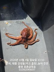 [통영] 통영 금정호 문어낚시 바람불어도 묵직하게 잡아갑니다 주중주말 자…