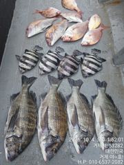 (감성돔)4방 팅 복수전 출동 4짜4짜4짜4짜 외 돌돔~야호(5일 예약)