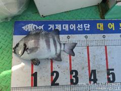 [거제] (감성돔)최근 어초여밭 대물~마릿수 소식 대어1호(5일 예약) 사진
