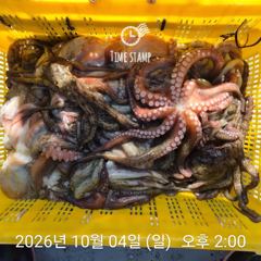 문어 장원 25마리