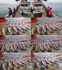 ♥붉바리조황 이정도는 잡아봐야지요대박 조황입니다[2026년10월04일] ◎ 해마루호가 뜨는이유? 조황때문이죠 ◎ 핵심포인트: 바로진입.. 바로히트.. ◎ 차원이 다른 조황으로 모십니다 ▣ 요즘 붉바리낚시가 대세입니다 사진
