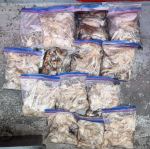 두족류 글만 보기
