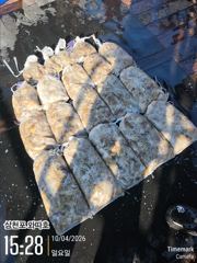 장원 250수 쭈꾸미 물때입니다 놀러오세요