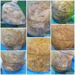 36분전 [남해] 10/4일 남해 승진호 문어 조황 좋습니다