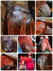 돌문어!! 1부타임 실시간(쿵쾅와르르) (월화수예약중)