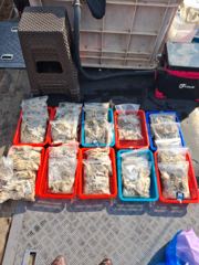 10월4일 평택항 돌핀호 조황