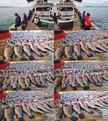 ♥붉바리조황 이정도는 잡아봐야지요대박 조황입니다[2026년10월04일] ◎ 해마루호가 뜨는이유? 조황때문이죠 ◎ 핵심포인트: 바로진입.. 바로히트.. ◎ 차원이 다른 조황으로 모십니다 ▣ 요즘 붉바리낚시가 대세입니다