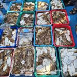 갑~♪10 . 4( 일요일 ) [[ 무창포프로낚시 ]] <<<&..