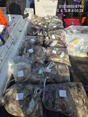 쭈꾸미~♪ 10. 4( 일요일 ) [[[ 무창포프로낚시 ]]] <<<< 코 스 모 스 >>>> 쭈 꾸 미 조황보고.... 사진