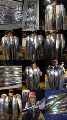목감낚시[뉴-한사리3호]3일철수 갈치조황입니다 사진