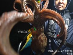 4일,군산 왕문어~부쩍커진 덩치급 왕 문어들~오늘도 굿~망탱이 굿~군산낚시프라자 임마누엘호