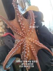 [군산] 10월4일-문어 굿 조황